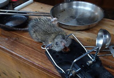 mouse trapping